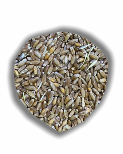 Çimlendirmelik Buğday 250 gr