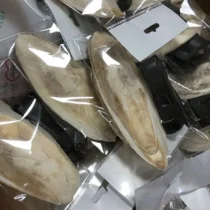 2 Adet Büyük Boy Kalamar Kemiği – Aparat Hediyeli