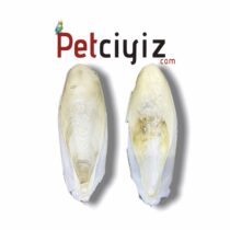 İkili Kalamar Kemiği 14-17 cm