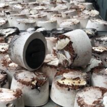 Premium Mineral Blok Adet