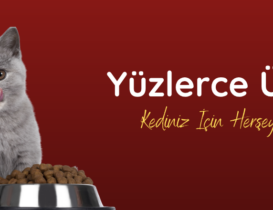 Kedi