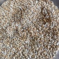 Sade Kanarya Yemi Aspur 1 kg